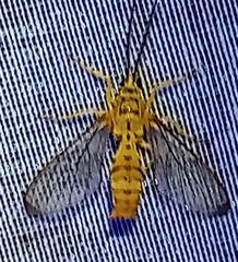 Isanthrene felderi