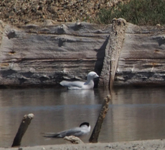 Chroicocephalus genei