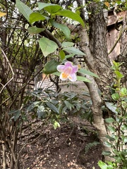 Abelia macrotera parvifolia