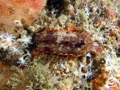 Aphelodoris