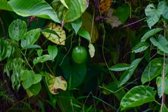 Passiflora serratifolia
