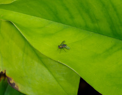 Condylostylus pruinosus