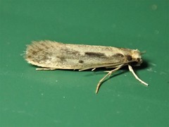 Tinea pallescentella