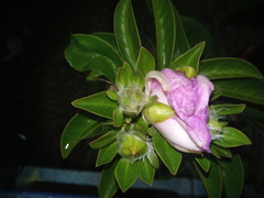 Pereskia grandifolia