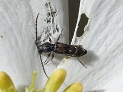 Molorchus bimaculatus