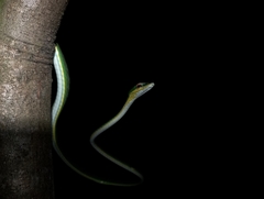 Ahaetulla mycterizans