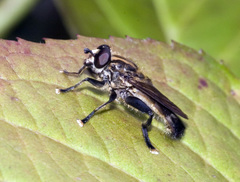 Orthoprosopa bilineata