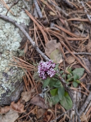 Valeriana arizonica