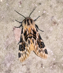 Hypercompe nemophila