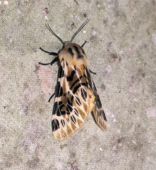 Hypercompe nemophila