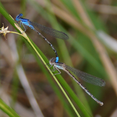 Argia alberta