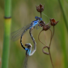 Argia alberta