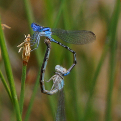 Argia alberta