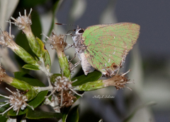 Cyanophrys miserabilis