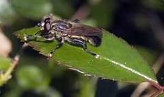 Orthoprosopa bilineata
