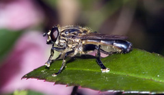 Orthoprosopa bilineata