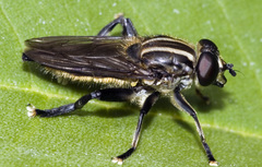 Orthoprosopa bilineata