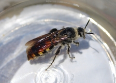 Dielis tolteca
