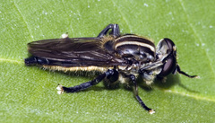 Orthoprosopa bilineata