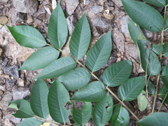 Toxicodendron vernicifluum