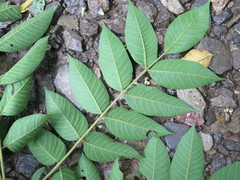 Toxicodendron vernicifluum