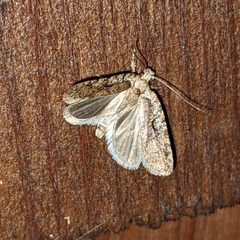 Agonopterix curvilineella