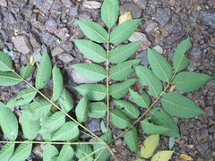 Toxicodendron vernicifluum