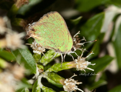 Cyanophrys miserabilis