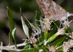 Cyanophrys miserabilis