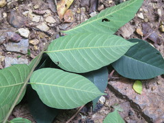 Toxicodendron vernicifluum