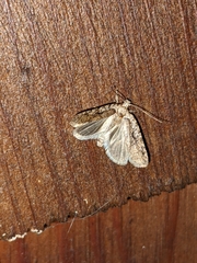 Agonopterix curvilineella