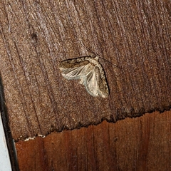 Agonopterix curvilineella