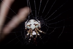 Araneus bicentenarius