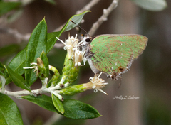 Cyanophrys miserabilis