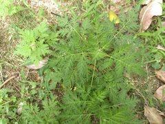 Artemisia gmelinii