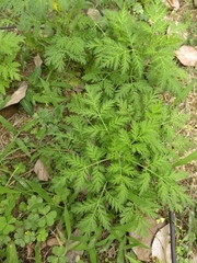 Artemisia gmelinii
