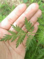 Artemisia gmelinii
