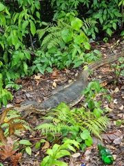 Varanus salvator macromaculatus
