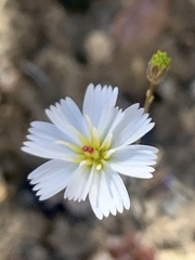 Atrichoseris