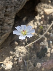 Atrichoseris