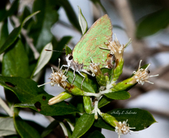Cyanophrys miserabilis