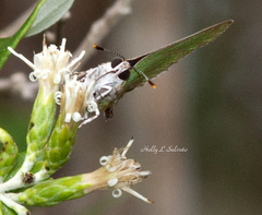 Cyanophrys miserabilis