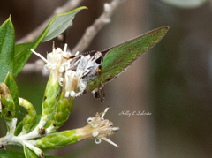 Cyanophrys miserabilis