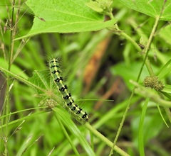 Xanthodes transversa