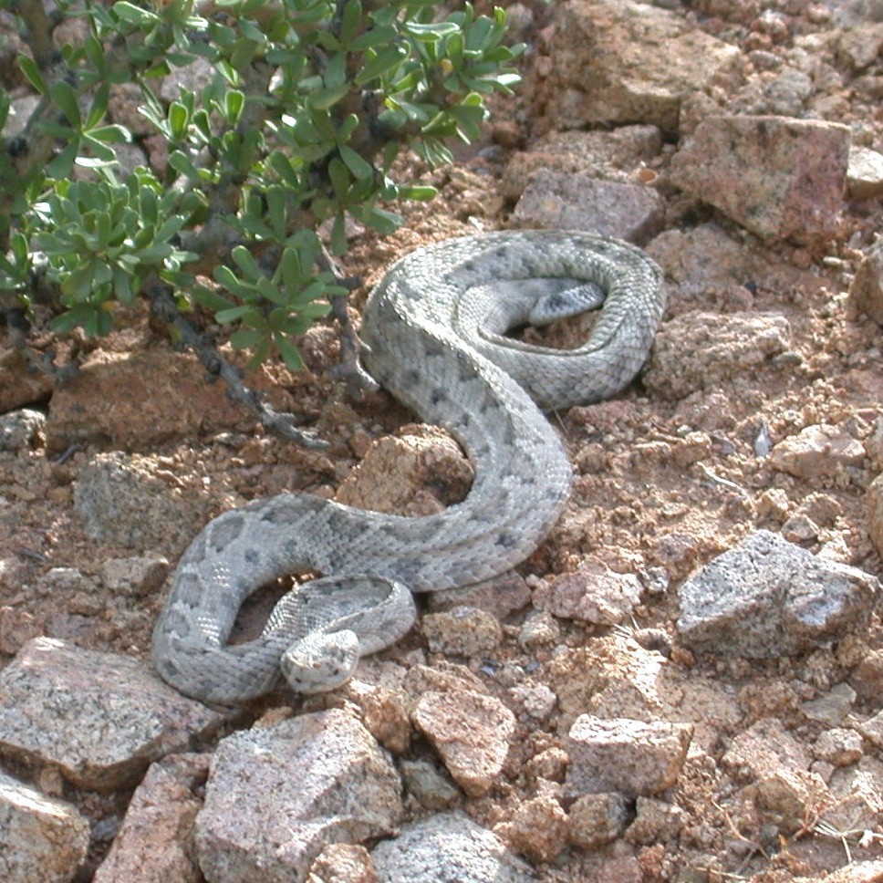 Crotalus catalinensis Cliff, 1954