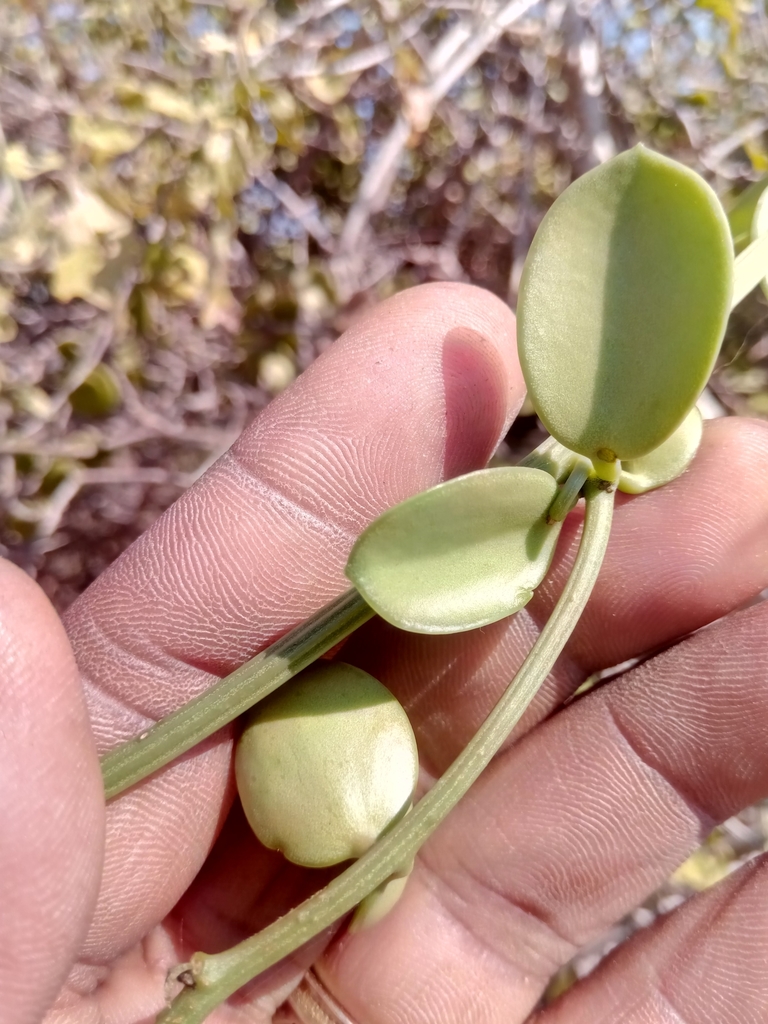 Zanonieae