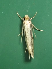 Tinea pallescentella