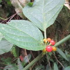 Witheringia solanacea