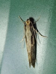 Tinea pallescentella