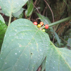 Witheringia solanacea